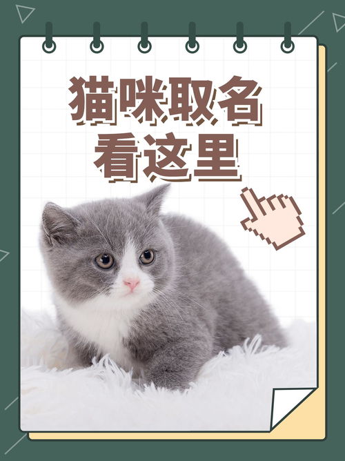 可爱宠物猫咪win10主题