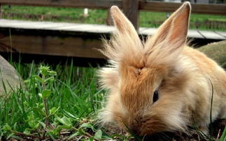 你知道兔子是很乖巧的宠物吗