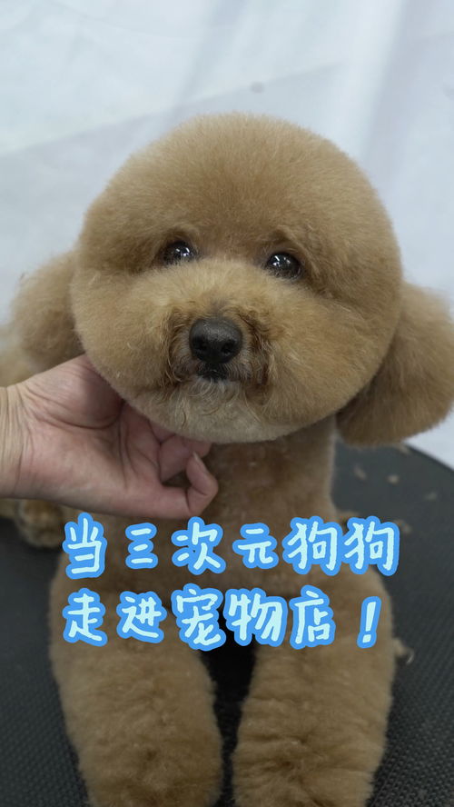 饲养比熊犬需要注意哪些问题