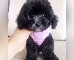 上海一女子爱犬不治身亡,向宠物医院索赔遭拒