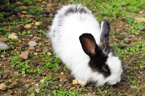 杂交野兔的养殖技术是什么