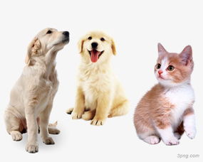 最常见宠物的名字大公开,猫咪叫花花,狗狗叫旺财