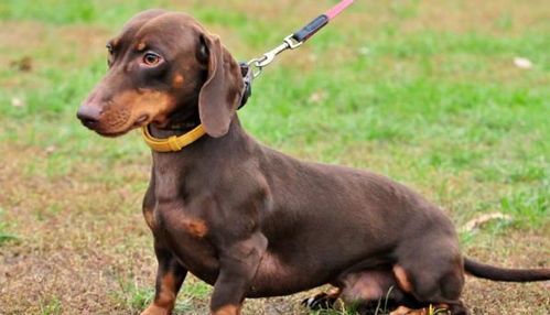 纯种泰迪犬幼犬狗狗微小体茶杯犬宠物幼犬活体贵宾犬宠物狗深红色