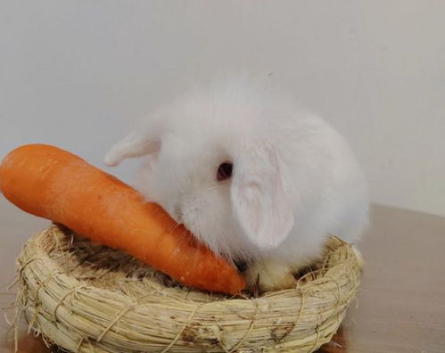求问这个兔子是什么品种