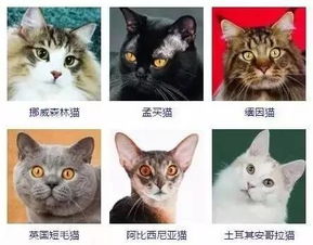 超萌小奶猫唯美图片