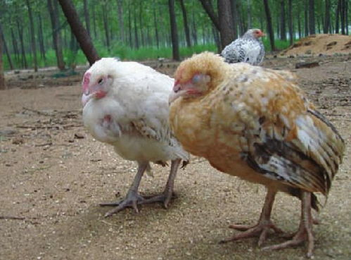 小山鸡养殖指南