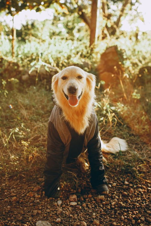 像棉花糖一样的比熊犬,萌的受不鸟