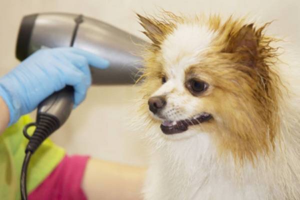 苏州宠物狗狗犬舍出售纯种俊介犬活体小型犬