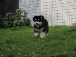 吉娃娃适合与什么看家犬一起生活拉布拉多犬和吉娃娃哪个好