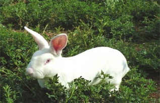 食草动物兔子一年能生几窝