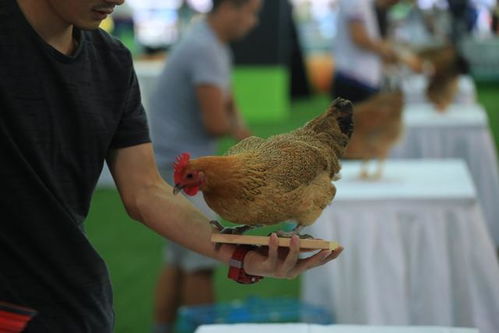 纯种法斗犬宠物狗狗图片