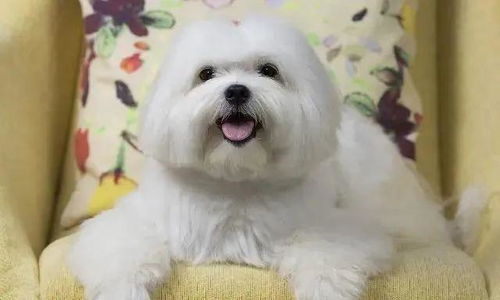 石家庄宠物狗狗出售纯种大白熊犬狗狗领养犬舍