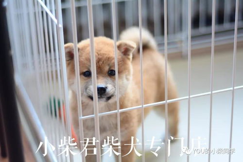 犬系女孩宠物用品设计案例