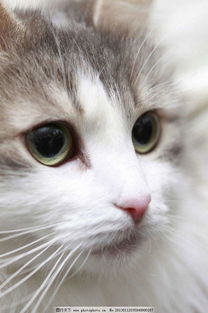 猫咪猫鼻支流浆性鼻涕需要怎么治疗怎么解决