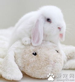 宽屏世界-可爱兔子宽屏壁纸