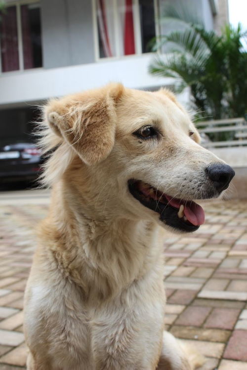 纯种京巴犬被遗弃北京街头,昔日宫廷贵族犬,何以沦落至此