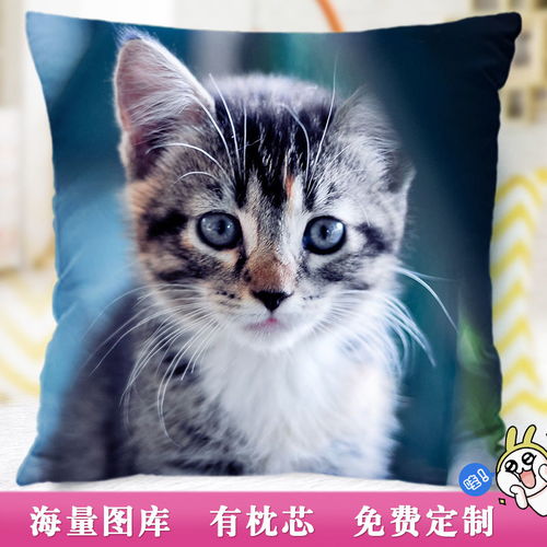 世界上最受欢迎的9种宠物猫,中国狸花猫榜上有名,你养了吗