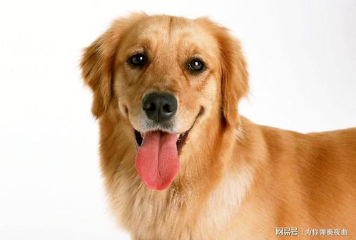 上海宠物狗犬舍出售纯种巴哥犬