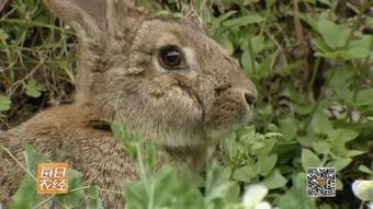 美宠物猫身高不足13厘米或成世界最矮