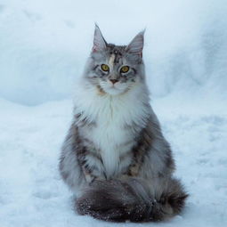 卡通动物宠物猫咪海报设计png免扣素材图片