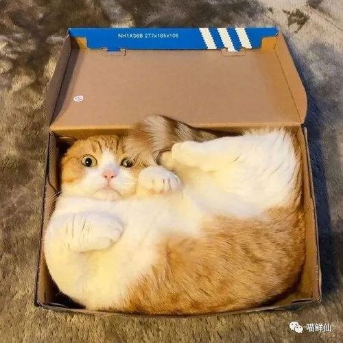 宠物猫用品,猫咪用品