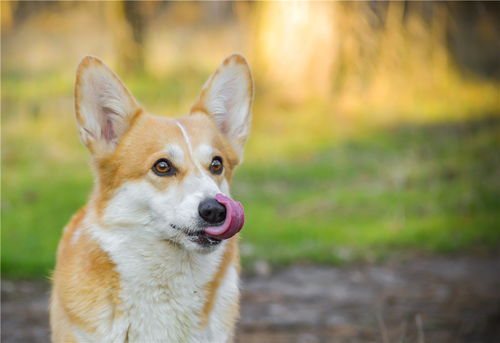 沈阳哪里有纯种的大白熊幼犬