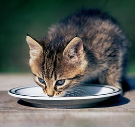 宠物猫喂食罐头有营养吗,长期吃猫罐头是否对猫咪身体健康产生影响