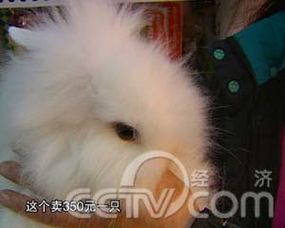 北京国泰宠物狗场纯种小鹿犬多少钱纯种小鹿犬价格纯种小鹿多少钱