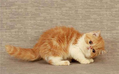 猫咪宠物美容师招聘海报其他素材免费下载