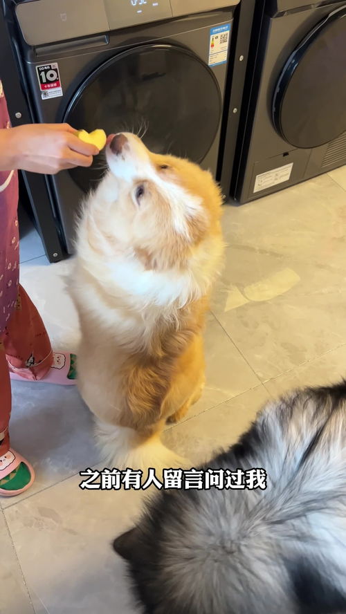 世界犬种超低智商排行