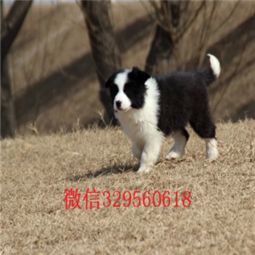 东莞犬舍出售纯种拉布拉多犬狗仔宠物狗狗领养