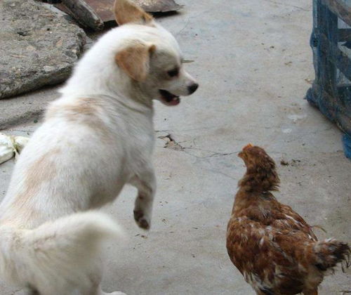 沈阳宠物狗犬舍出售纯种比熊犬