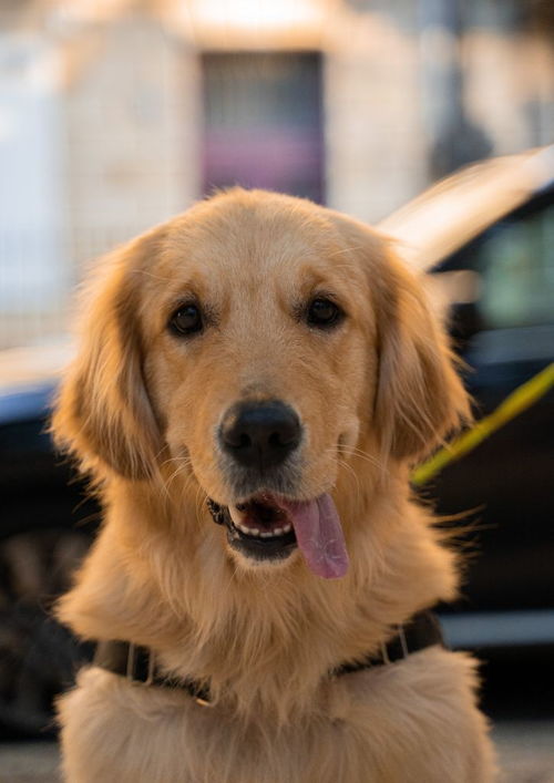 【北京知名犬舍出售纯种西施犬】-朝阳