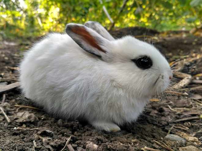 哥伦比亚盆地侏儒兔-从发现到灭绝的过程