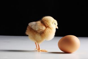 为什么鸡看到鸡蛋被人拿走不生气,而鹅就不行了