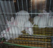 关于兔子养殖问题的干货小百科