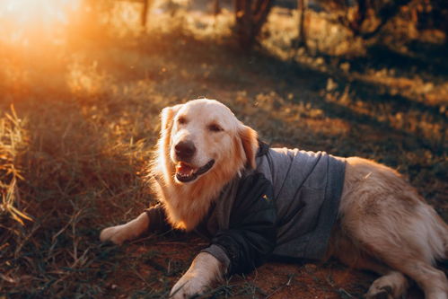 这只宠物狗是什么品种的,貌似不是蝴蝶犬