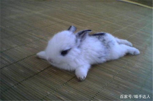 兔界中体型最小的荷兰侏儒兔,可爱到爆