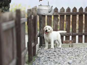 可爱小狗犬类动物狗狗写真图片素材