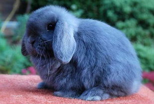 这种普通家兔叫什么品种