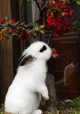一只红色大耳朵的兔子