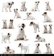 各类小狗姿势素材图片免费下载
