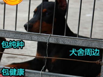 日本政府批准动物机构进福岛禁区援救遭弃宠物