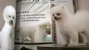 广东梅州幼雪橇犬的大约价格