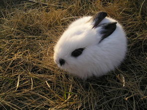 最适合当宠物饲养的兔子,图一非常胆小,图四只能看见鼻子