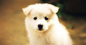 微信头像狗狗可爱图片高清超萌可爱的微信小狗头像图片