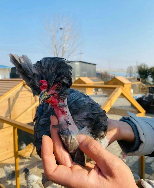 粉嫩花园少女可爱女生图片