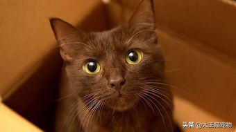 法国巴黎一名外卖员被拍到从顾客住处偷走宠物猫