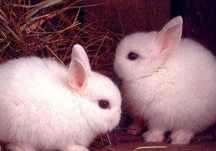 养宠物兔的错误做法,千万要避免这些行为,会伤害小兔子