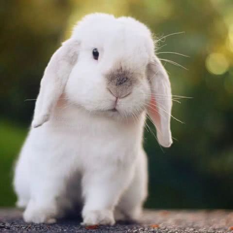 獭兔安阳獭兔价格獭兔养殖场獭兔场